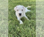 Puppy 3 Dogo Argentino