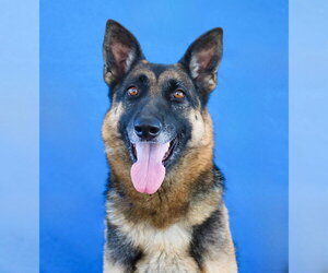 German Shepherd Dog Dogs for adoption in Pasadena, CA, USA