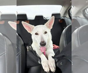 Australian Shepherd-Unknown Mix Dogs for adoption in Holly Springs, NC, USA