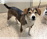 TATER - Female Beagle-Unknown Mix Dog for Adoption - Small photo
