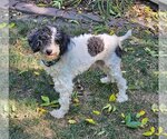 Small Photo #6 Poodle (Miniature) Puppy For Sale in St. Louis Park, MN, USA