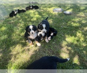 Bernese Mountain Dog Puppy for Sale in ARGONNE, Wisconsin USA