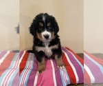 Small Photo #12 Bernese Mountain Dog Puppy For Sale in FRANKTOWN, CO, USA