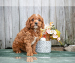 Puppy Benji Cavapoo