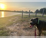 Small #14 American Staffordshire Terrier