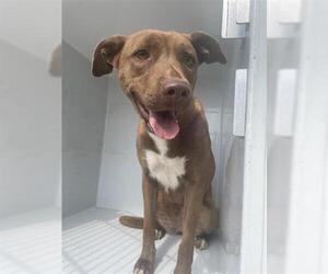 American Pit Bull Terrier-Carolina Dog Mix Dogs for adoption in Houston, TX, USA