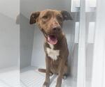 Small American Pit Bull Terrier-Carolina Dog Mix
