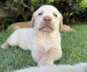 Labrador Retriever Litter for sale in WILDWOOD, GA, USA