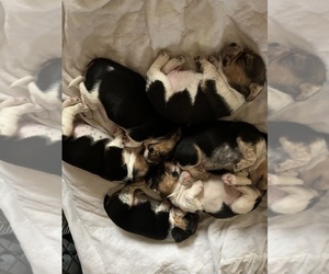 Beagle Puppy for Sale in FORT DODGE, Iowa USA