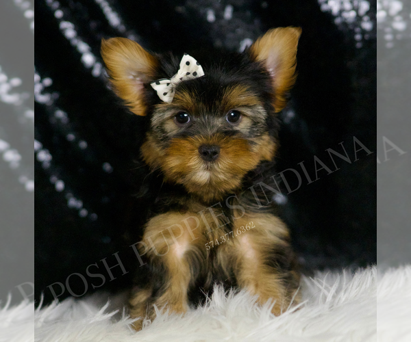 Medium Photo #1 Morkie Puppy For Sale in WARSAW, IN, USA