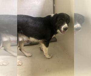 Border Collie Dogs for adoption in Bakersfield, CA, USA