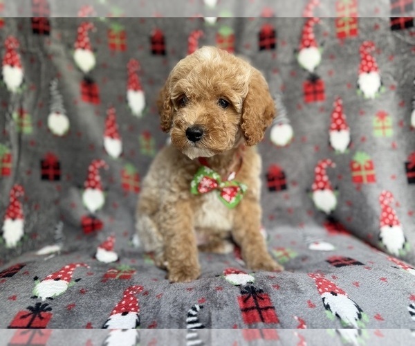 Medium Photo #9 Cock-A-Poo Puppy For Sale in LAKELAND, FL, USA