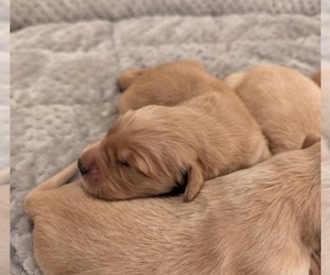 Golden Retriever Puppy for sale in SACRAMENTO, CA, USA