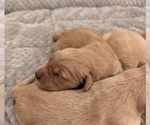 Image preview for Ad Listing. Nickname: Litter of 6