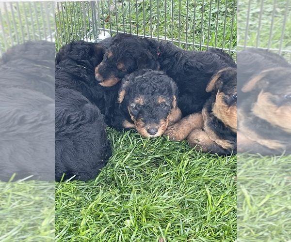 Medium Photo #7 Airedale Terrier Puppy For Sale in MOUNT JULIET, TN, USA