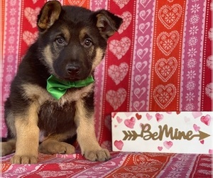 German Shepherd Dog Puppy for sale in LANCASTER, PA, USA