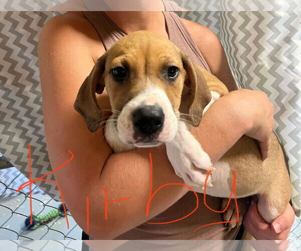 Medium Photo #1 Mutt Puppy For Sale in NYC, NY, USA