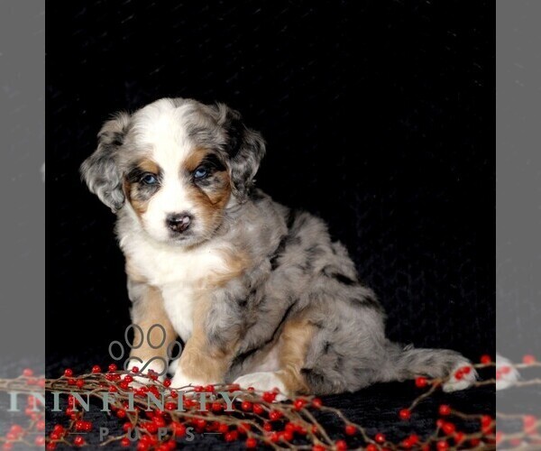 Medium Photo #1 Bernedoodle (Miniature) Puppy For Sale in GORDONVILLE, PA, USA