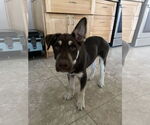 Small #3 Australian Kelpie-Labrador Retriever Mix