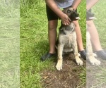 Small #1 German Shepherd Dog