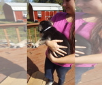 Small Photo #25 German Shepherd Dog Puppy For Sale in LAWRENCEBURG, TN, USA