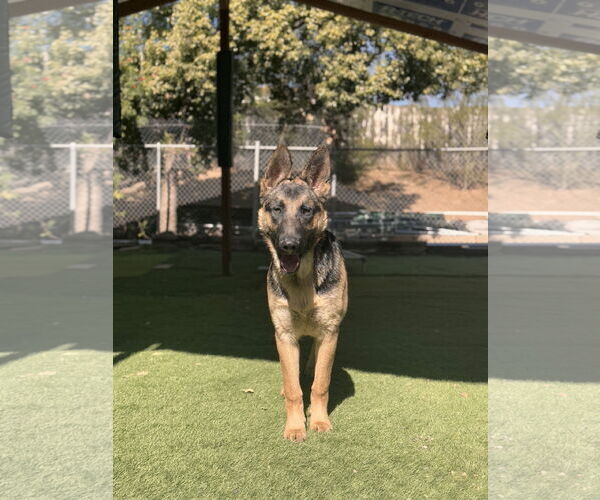 Medium Photo #2 German Shepherd Dog Puppy For Sale in San Diego, CA, USA