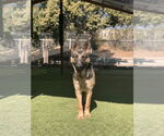 Small #1 German Shepherd Dog