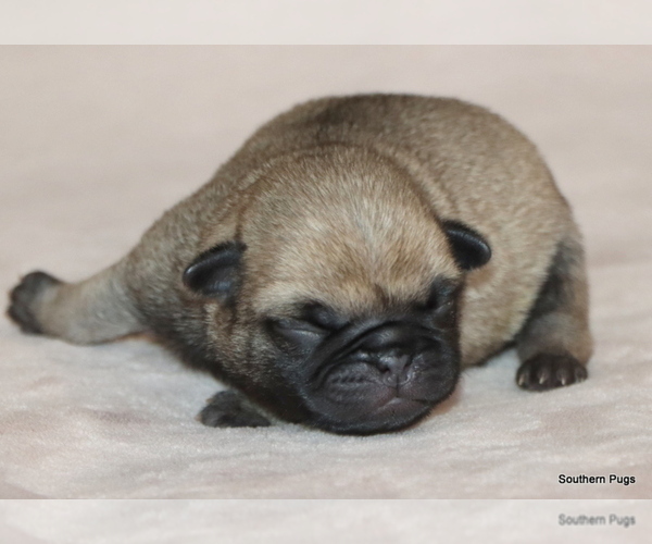Medium Photo #6 Pug Puppy For Sale in WINNSBORO, TX, USA