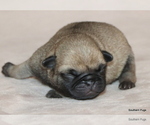 Small #5 Pug