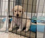 Small Photo #10 Golden Retriever Puppy For Sale in WILM, NC, USA