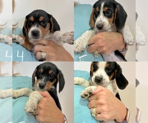 Beagle Dogs for adoption in RICHMOND, MI, USA