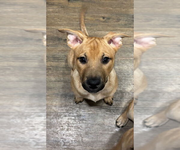 Medium Photo #4 Mutt Puppy For Sale in Dana Point, CA, USA