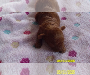 Poodle (Toy) Puppy for sale in DULUTH, GA, USA