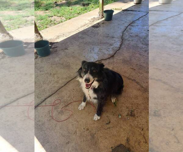 Medium Photo #2 Border Collie Puppy For Sale in Highland, IL, USA