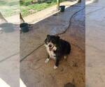 Small #1 Border Collie