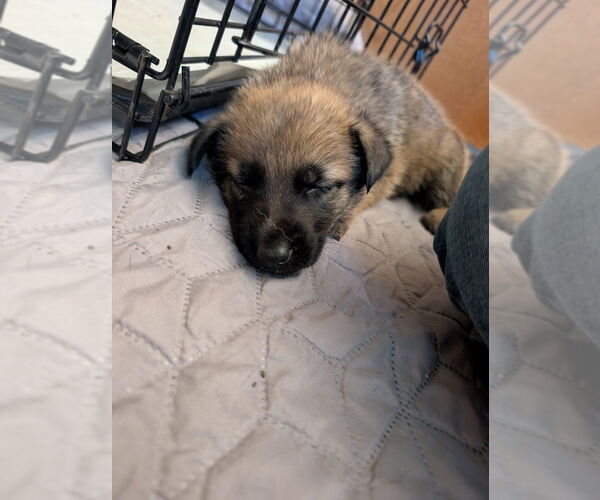 Medium Photo #2 Mutt Puppy For Sale in Imlay City, MI, USA