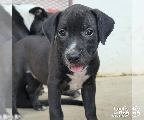 Medium Photo #1 Labrador Retriever-Unknown Mix Puppy For Sale in Washington, DC, USA