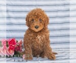 Image preview for Ad Listing. Nickname: Allspice
