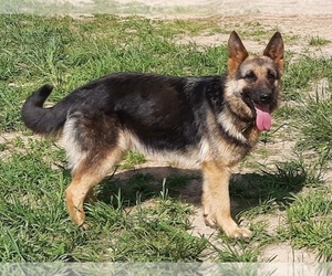 German Shepherd Dog Puppy for sale in ALLEGRE, KY, USA