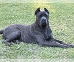 Small #6 Cane Corso
