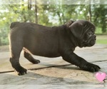 Small #3 French Bulldog