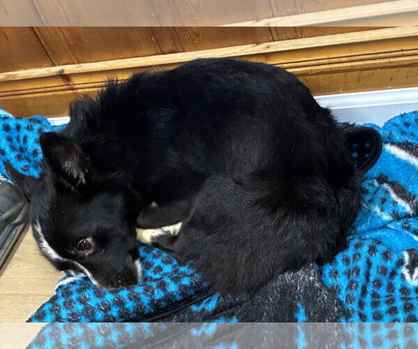 Medium Photo #2 Mutt Puppy For Sale in Raleigh, NC, USA