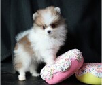 Small #8 Pomeranian