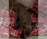Small #2 Chihuahua