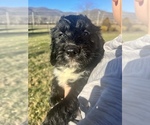 Small Photo #9 Aussiedoodle Puppy For Sale in ELIZABETHTON, TN, USA