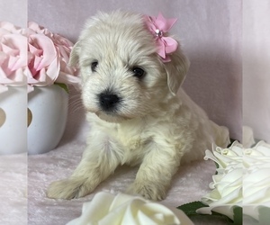 Schnauzer (Miniature) Puppy for sale in CHARLOTTE, NC, USA