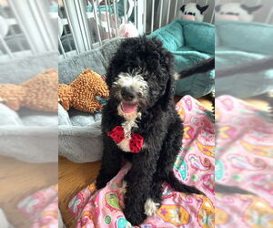 Bernese Mountain Dog Dogs for adoption in Wheaton, IL, USA