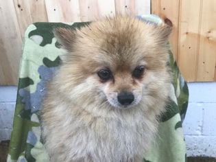 Father of the Pomeranian puppies born on 07/01/2017