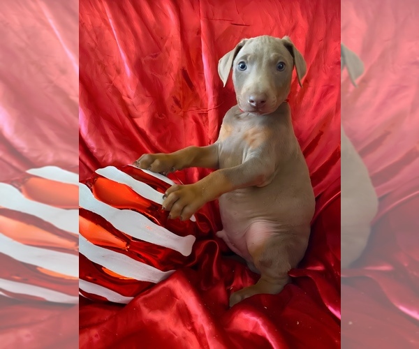 Medium Photo #2 Doberman Pinscher Puppy For Sale in YUCCA VALLEY, CA, USA