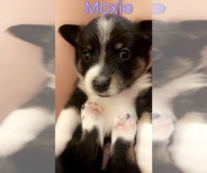 Corgi-Aussie Puppy for sale in GROVE, OK, USA
